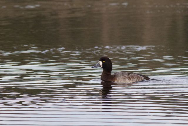 Moretta grigia  (Aythya marila), femina